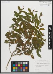 Foto von Salix amplexicaulis Bory